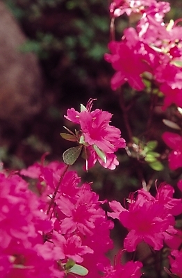 포토 JPG 식물 꽃 컬러 여러송이 봄꽃 자연 생물 꽃나무 사람없음 아웃포커스 꽃술_꽃 진달래 철쭉 진분홍색 철쭉나무 국내포토 나무 분홍색 다수 촬영기법 봄 생태계 파일형식