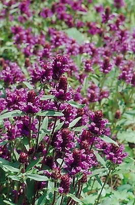 포토 JPG 식물 꽃 여러송이 꽃밭 자연 생물 사람없음 아웃포커스 보라색 여러해살이풀 골무꽃 국내포토 컬러 다수 촬영기법 풀_식물 생태계 파일형식