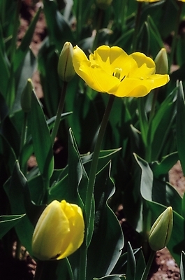 포토 JPG 식물 꽃 컬러 꽃밭 봄꽃 자연 생물 사람없음 아웃포커스 노란색 튤립 두송이 린반돈마크 몽오리 알뿌리 국내포토 2 촬영기법 봄 생태계 파일형식