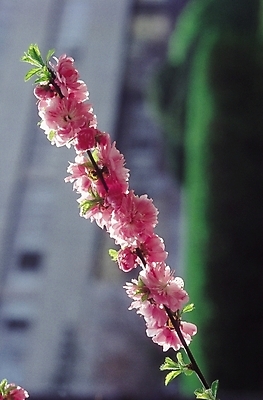 포토 JPG 식물 꽃 화초 분홍색 컬러 여러송이 자연 생물 산 초원 사람없음 아웃포커스 들꽃 국내포토 다수 촬영기법 생태계 파일형식