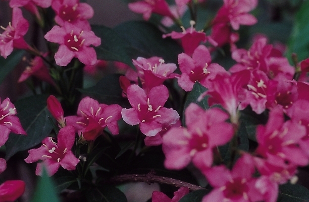 포토 JPG 식물 꽃 분홍색 컬러 여러송이 봄꽃 자연 생물 꽃나무 근접촬영 사람없음 아웃포커스 꽃술_꽃 진달래 철쭉 철쭉나무 국내포토 나무 뷰포인트 다수 촬영기법 봄 생태계 파일형식