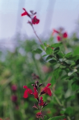 포토 JPG 식물 꽃 컬러 자연 생물 사람없음 야외 아웃포커스 빨간색 여러해살이풀 세이지 세이지꽃 국내포토 촬영기법 풀_식물 생태계 파일형식