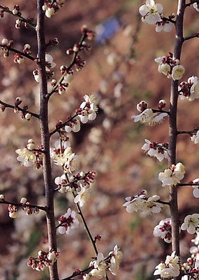 포토 JPG 주간 나무 식물 꽃 봄꽃 자연 생물 꽃나무 사람없음 야외 아웃포커스 벚꽃 흰색 나뭇가지 벚나무 국내포토 자연요소 컬러 촬영기법 봄 생태계 파일형식