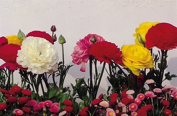 포토 JPG 식물 꽃 여러송이 자연 생물 사람없음 컬러풀 장미 꽃봉오리 데이지 몽오리 국내포토 컬러 다수 생태계 파일형식