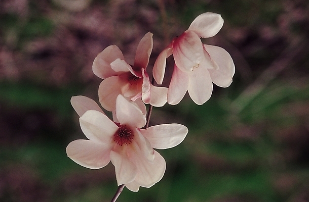 포토 JPG 나무 식물 꽃 컬러 여러송이 봄꽃 자연 생물 사람없음 흰색 세송이 목련 갈래꽃 국내포토 다수 3 봄 생태계 파일형식