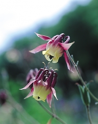 포토 JPG 식물 꽃 봄꽃 자연 생물 근접촬영 사람없음 아웃포커스 들꽃 두송이 여러해살이풀 매발톱꽃 국내포토 뷰포인트 2 촬영기법 봄 풀_식물 생태계 파일형식