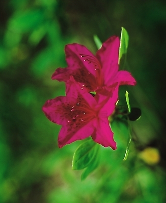 포토 JPG 식물 꽃 컬러 봄꽃 자연 생물 꽃나무 근접촬영 사람없음 아웃포커스 꽃술_꽃 진달래 두송이 철쭉 진분홍색 철쭉나무 국내포토 나무 뷰포인트 분홍색 2 촬영기법 봄 생태계 파일형식