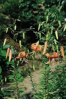 포토 JPG 주간 식물 꽃 컬러 여러송이 여름꽃 자연 생물 사람없음 야외 주황색 들꽃 섬말나리꽃 국내포토 자연요소 다수 생태계 파일형식 여름_계절