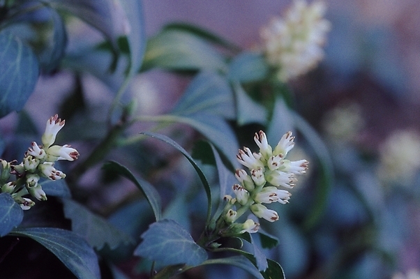 포토 JPG 식물 꽃 컬러 여러송이 잎 자연 생물 근접촬영 사람없음 아웃포커스 들꽃 흰색 두메층층이 국내포토 뷰포인트 다수 촬영기법 생태계 파일형식
