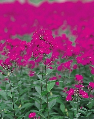 포토 JPG 식물 꽃 분홍색 컬러 여러송이 꽃밭 자연 생물 사람없음 아웃포커스 들꽃 자주색 플록스 국내포토 다수 촬영기법 생태계 파일형식