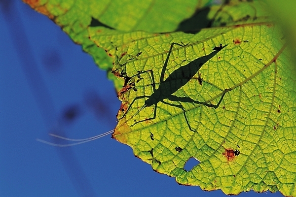 포토 JPG 식물 동물 한마리 곤충 잎 절지류 자연 나뭇잎 그림자 근접촬영 사람없음 아웃포커스 벌레 잎맥 더듬이 귀뚜라미 국내포토 1 뷰포인트 촬영기법 생태계 파일형식