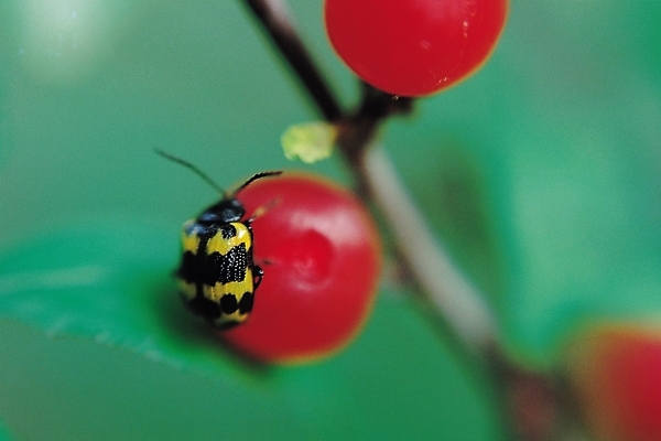 포토 JPG 식물 동물 한마리 열매 곤충 절지류 과일 자연 근접촬영 사람없음 아웃포커스 나뭇가지 앵두 벌레 과일나무 더듬이 무당벌레 국내포토 나무 1 뷰포인트 촬영기법 생태계 파일형식