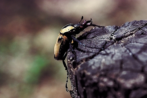 포토 JPG 나무 식물 동물 한마리 곤충 절지류 자연 근접촬영 사람없음 아웃포커스 벌레 풍뎅이 통나무 국내포토 1 뷰포인트 촬영기법 생태계 파일형식