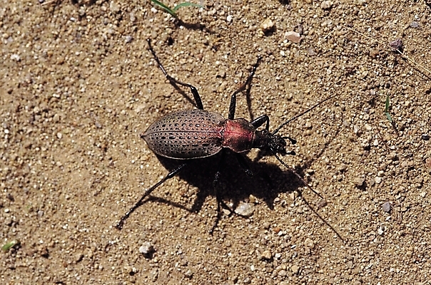 포토 JPG 동물 한마리 곤충 절지류 자연 그림자 근접촬영 사람없음 벌레 땅 더듬이 바구미 국내포토 1 뷰포인트 생태계 파일형식