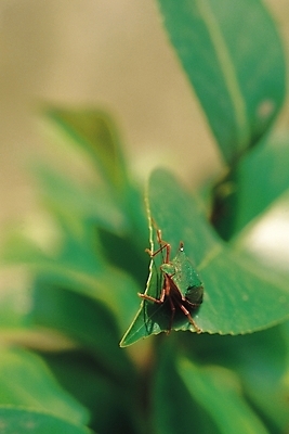 포토 JPG 식물 동물 한마리 곤충 잎 절지류 자연 나뭇잎 근접촬영 사람없음 아웃포커스 벌레 노린재 국내포토 1 뷰포인트 촬영기법 생태계 파일형식