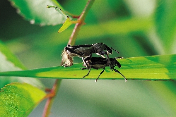 포토 JPG 식물 동물 곤충 잎 두마리 절지류 자연 나뭇잎 근접촬영 사람없음 아웃포커스 풀잎 벌레 수컷 더듬이 짝짓기 국내포토 뷰포인트 2 촬영기법 풀_식물 생태계 파일형식