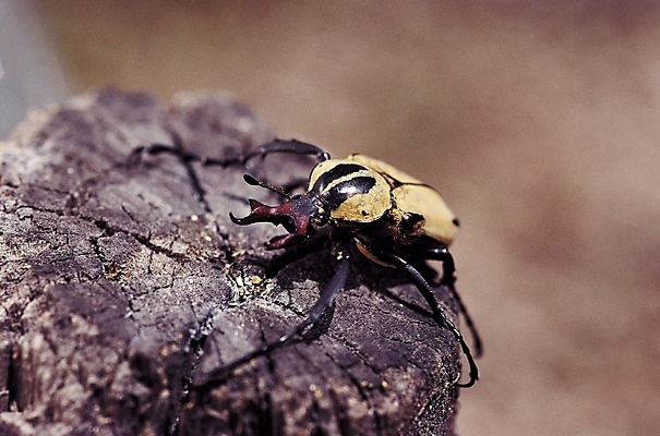 포토 JPG 나무 식물 동물 한마리 곤충 절지류 자연 근접촬영 사람없음 아웃포커스 벌레 풍뎅이 통나무 국내포토 1 뷰포인트 촬영기법 생태계 파일형식