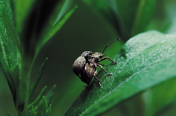 포토 JPG 식물 동물 곤충 잎 두마리 절지류 자연 근접촬영 사람없음 아웃포커스 벌레 수컷 더듬이 짝짓기 하늘소 국내포토 뷰포인트 2 촬영기법 생태계 파일형식