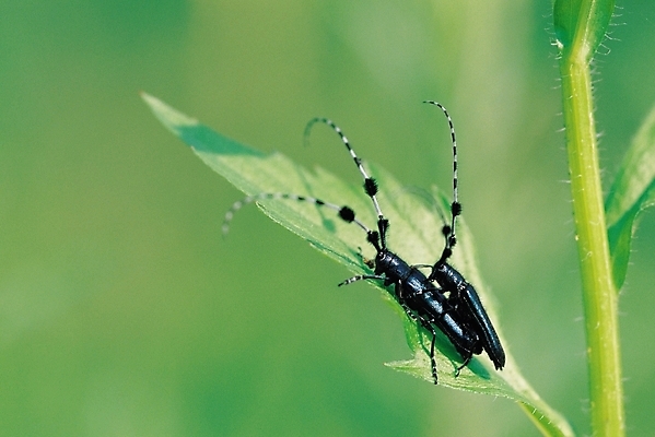 포토 JPG 식물 동물 곤충 잎 두마리 절지류 자연 근접촬영 사람없음 아웃포커스 벌레 수컷 더듬이 짝짓기 하늘소 국내포토 뷰포인트 2 촬영기법 생태계 파일형식