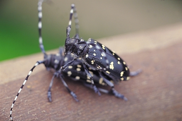 포토 JPG 나무 식물 동물 곤충 두마리 절지류 자연 근접촬영 사람없음 아웃포커스 벌레 수컷 더듬이 짝짓기 하늘소 국내포토 뷰포인트 2 촬영기법 생태계 파일형식
