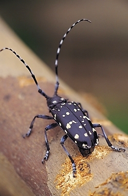 포토 JPG 나무 식물 동물 한마리 곤충 절지류 자연 근접촬영 사람없음 아웃포커스 벌레 더듬이 하늘소 국내포토 1 뷰포인트 촬영기법 생태계 파일형식