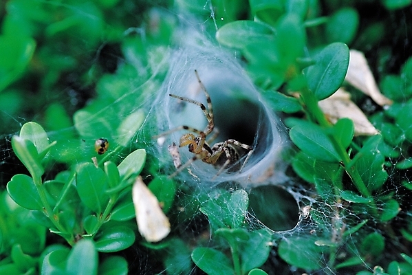 포토 JPG 식물 동물 한마리 곤충 잎 절지류 자연 근접촬영 사람없음 아웃포커스 그물 벌레 거미줄 거미 국내포토 1 뷰포인트 촬영기법 생태계 파일형식