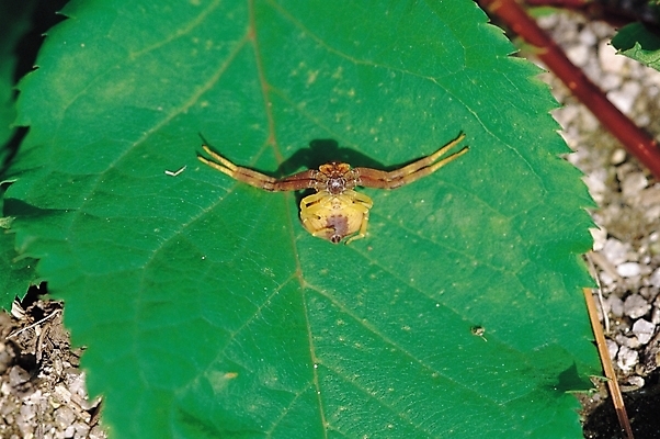 포토 JPG 식물 동물 한마리 곤충 잎 절지류 자연 나뭇잎 근접촬영 사람없음 아웃포커스 벌레 잎맥 거미 국내포토 1 뷰포인트 촬영기법 생태계 파일형식