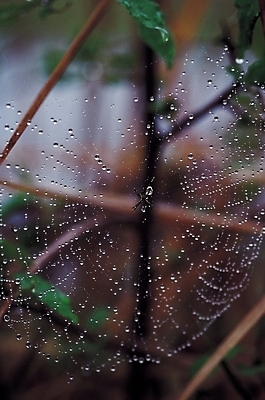 포토 JPG 동물 한마리 곤충 절지류 자연 사람없음 아웃포커스 물방울 그물 벌레 이슬 거미줄 거미 국내포토 1 촬영기법 생태계 파일형식