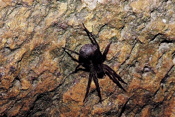 포토 JPG 동물 한마리 곤충 절지류 자연 근접촬영 사람없음 돌_바위 바위 벌레 거미 국내포토 1 뷰포인트 생태계 파일형식