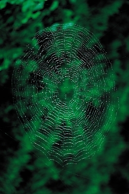 포토 JPG 백그라운드 자연 사람없음 아웃포커스 물방울 그물 이슬 거미줄 국내포토 촬영기법 생태계 파일형식