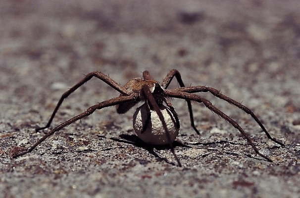 포토 JPG 동물 한마리 곤충 절지류 자연 근접촬영 사람없음 아웃포커스 벌레 땅 거미 알주머니 국내포토 1 뷰포인트 촬영기법 생태계 파일형식