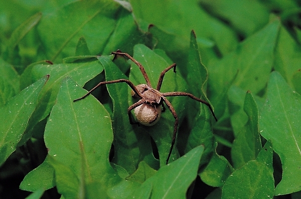 포토 JPG 식물 동물 한마리 곤충 잎 절지류 자연 근접촬영 사람없음 아웃포커스 풀잎 벌레 거미 알주머니 국내포토 1 뷰포인트 촬영기법 풀_식물 생태계 파일형식