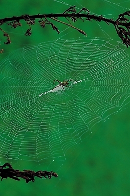 포토 JPG 동물 한마리 곤충 절지류 자연 사람없음 나뭇가지 그물 벌레 거미줄 거미 국내포토 나무 1 생태계 파일형식