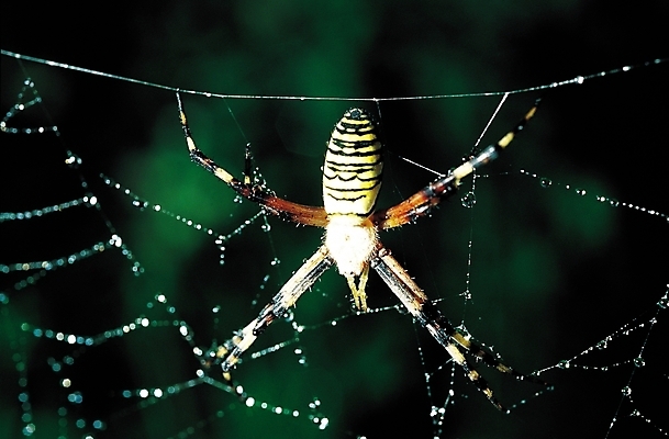 포토 JPG 동물 한마리 곤충 절지류 자연 근접촬영 사람없음 아웃포커스 물방울 그물 벌레 이슬 거미줄 거미 국내포토 1 뷰포인트 촬영기법 생태계 파일형식