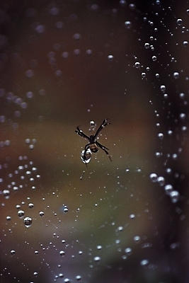 포토 JPG 동물 한마리 곤충 절지류 자연 사람없음 아웃포커스 물방울 그물 벌레 이슬 거미줄 거미 국내포토 1 촬영기법 생태계 파일형식