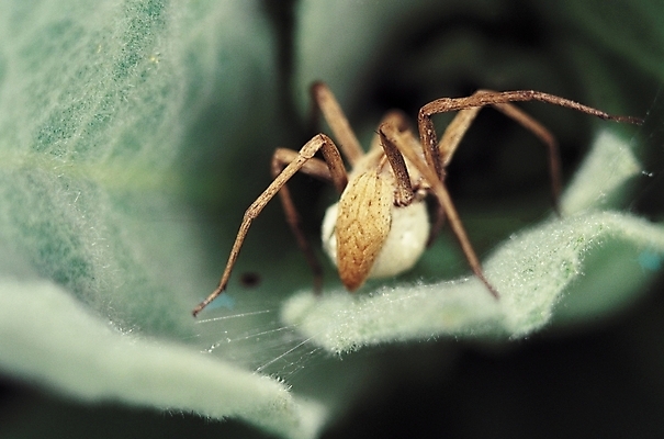 포토 JPG 동물 한마리 곤충 절지류 자연 나뭇잎 근접촬영 사람없음 아웃포커스 벌레 거미줄 거미 알주머니 국내포토 1 뷰포인트 잎 촬영기법 생태계 파일형식