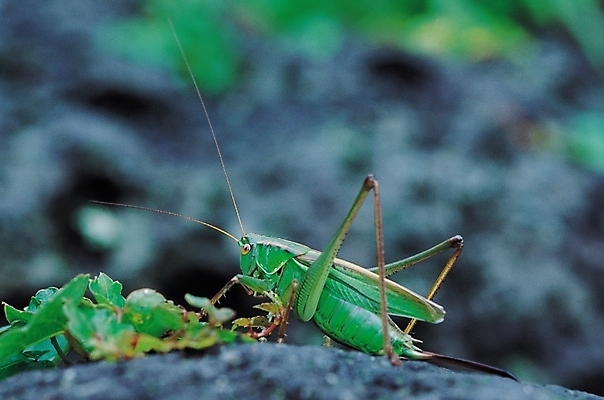 포토 JPG 식물 동물 한마리 곤충 절지류 자연 근접촬영 사람없음 아웃포커스 돌_바위 바위 풀 벌레 더듬이 메뚜기 국내포토 1 뷰포인트 촬영기법 생태계 파일형식