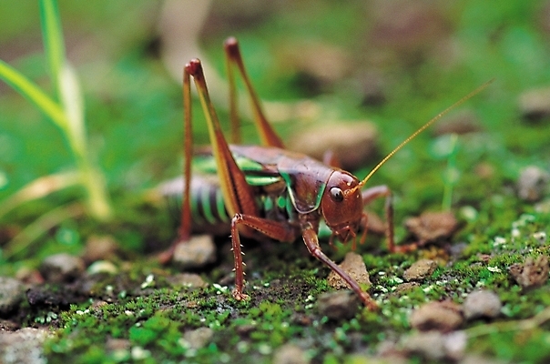포토 JPG 동물 한마리 곤충 절지류 자연 이끼 근접촬영 사람없음 아웃포커스 벌레 땅 더듬이 메뚜기 국내포토 1 뷰포인트 촬영기법 생태계 파일형식