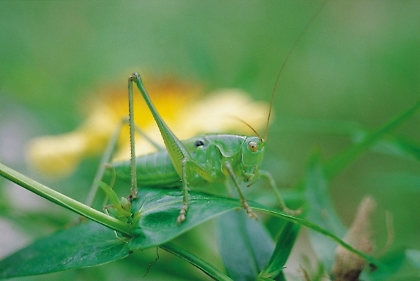 포토 JPG 식물 동물 한마리 컬러 곤충 잎 절지류 자연 근접촬영 사람없음 아웃포커스 초록색 벌레 더듬이 여치 국내포토 1 뷰포인트 촬영기법 생태계 파일형식