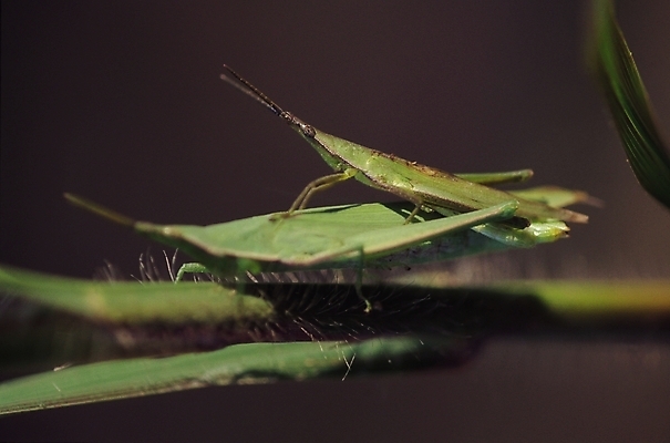포토 JPG 동물 곤충 잎 두마리 절지류 자연 근접촬영 사람없음 아웃포커스 벌레 수컷 더듬이 짝짓기 방아깨비 국내포토 식물 뷰포인트 2 촬영기법 생태계 파일형식