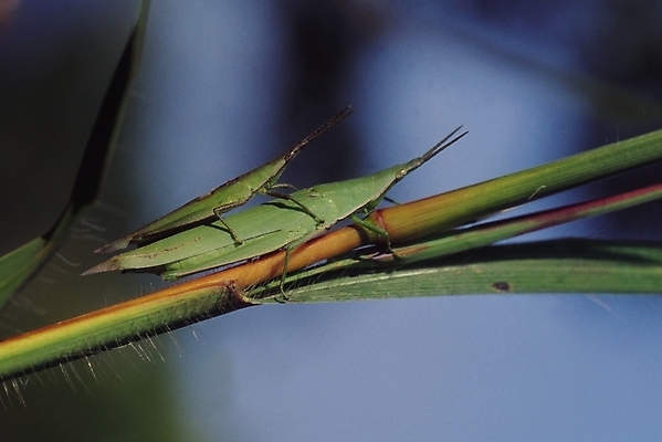 포토 JPG 식물 동물 곤충 잎 두마리 절지류 자연 근접촬영 사람없음 아웃포커스 벌레 수컷 더듬이 짝짓기 방아깨비 국내포토 뷰포인트 2 촬영기법 생태계 파일형식