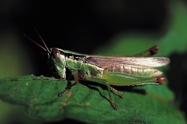 포토 JPG 식물 동물 한마리 곤충 잎 절지류 자연 나뭇잎 근접촬영 사람없음 아웃포커스 벌레 더듬이 메뚜기 국내포토 1 뷰포인트 촬영기법 생태계 파일형식