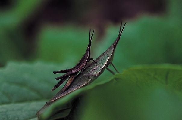 포토 JPG 식물 동물 곤충 잎 두마리 절지류 자연 나뭇잎 근접촬영 사람없음 아웃포커스 벌레 수컷 더듬이 짝짓기 방아깨비 국내포토 뷰포인트 2 촬영기법 생태계 파일형식