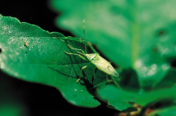 포토 JPG 식물 동물 한마리 곤충 잎 절지류 자연 나뭇잎 근접촬영 사람없음 아웃포커스 벌레 더듬이 노린재 국내포토 1 뷰포인트 촬영기법 생태계 파일형식