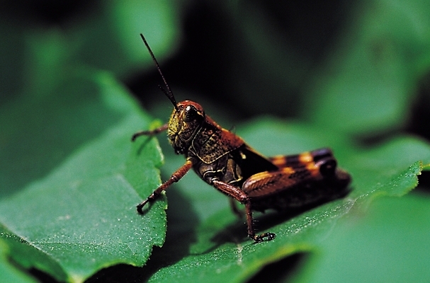 포토 JPG 식물 동물 한마리 곤충 잎 절지류 자연 나뭇잎 근접촬영 사람없음 아웃포커스 벌레 더듬이 메뚜기 국내포토 1 뷰포인트 촬영기법 생태계 파일형식