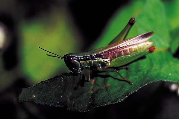 포토 JPG 식물 동물 한마리 곤충 잎 절지류 자연 나뭇잎 근접촬영 사람없음 아웃포커스 벌레 더듬이 메뚜기 국내포토 1 뷰포인트 촬영기법 생태계 파일형식