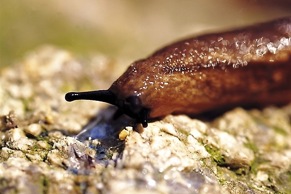 포토 JPG 동물 한마리 자연 연체동물 근접촬영 사람없음 아웃포커스 돌_바위 바위 달팽이 더듬이 국내포토 1 뷰포인트 무척추동물 촬영기법 생태계 파일형식