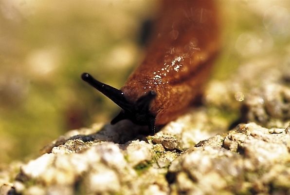 포토 JPG 동물 한마리 자연 연체동물 근접촬영 사람없음 아웃포커스 돌_바위 바위 달팽이 더듬이 국내포토 1 뷰포인트 무척추동물 촬영기법 생태계 파일형식