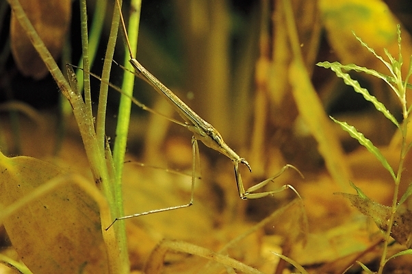 포토 JPG 식물 동물 한마리 곤충 절지류 자연 사람없음 아웃포커스 풀잎 벌레 사마귀 국내포토 1 잎 촬영기법 풀_식물 생태계 파일형식