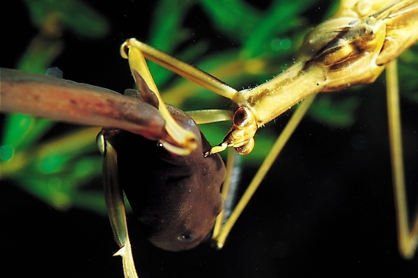 포토 JPG 동물 곤충 두마리 절지류 자연 어류 근접촬영 사람없음 아웃포커스 수중 수중동물 벌레 먹이 먹기 사냥 게아재비 먹이사냥 수중사진 국내포토 뷰포인트 2 모션 촬영기법 생태계 파일형식